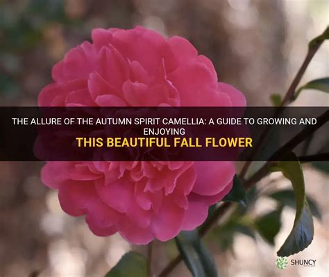 Fall Delights: Admiring the Autumn Magic Pale Camellia in Full Bloom